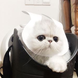 2023无遮阴分娩,微博
